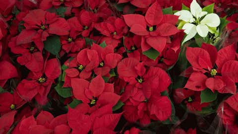 5 Tips for Caring for Poinsettias
